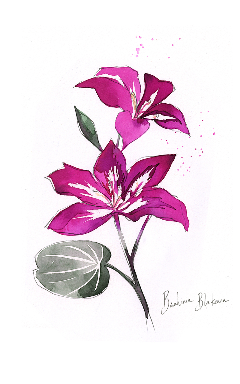 BAUHINIA BLAKEANA