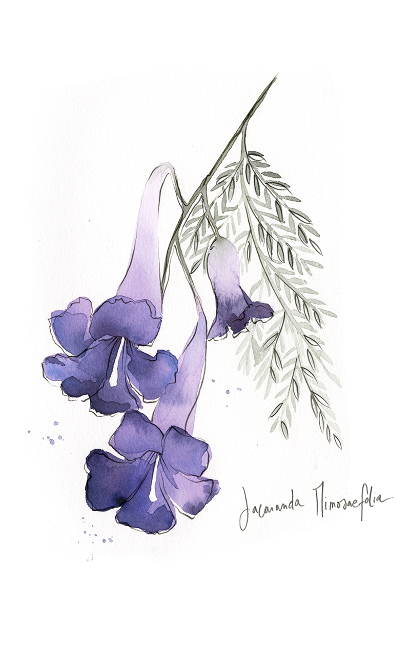 Jacaranda