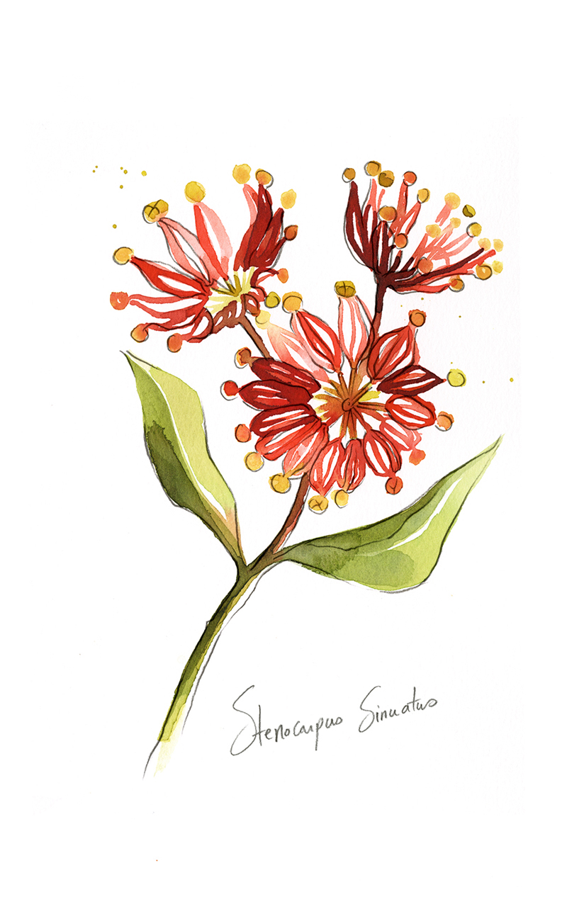STENOCARPUS SINUATUS
