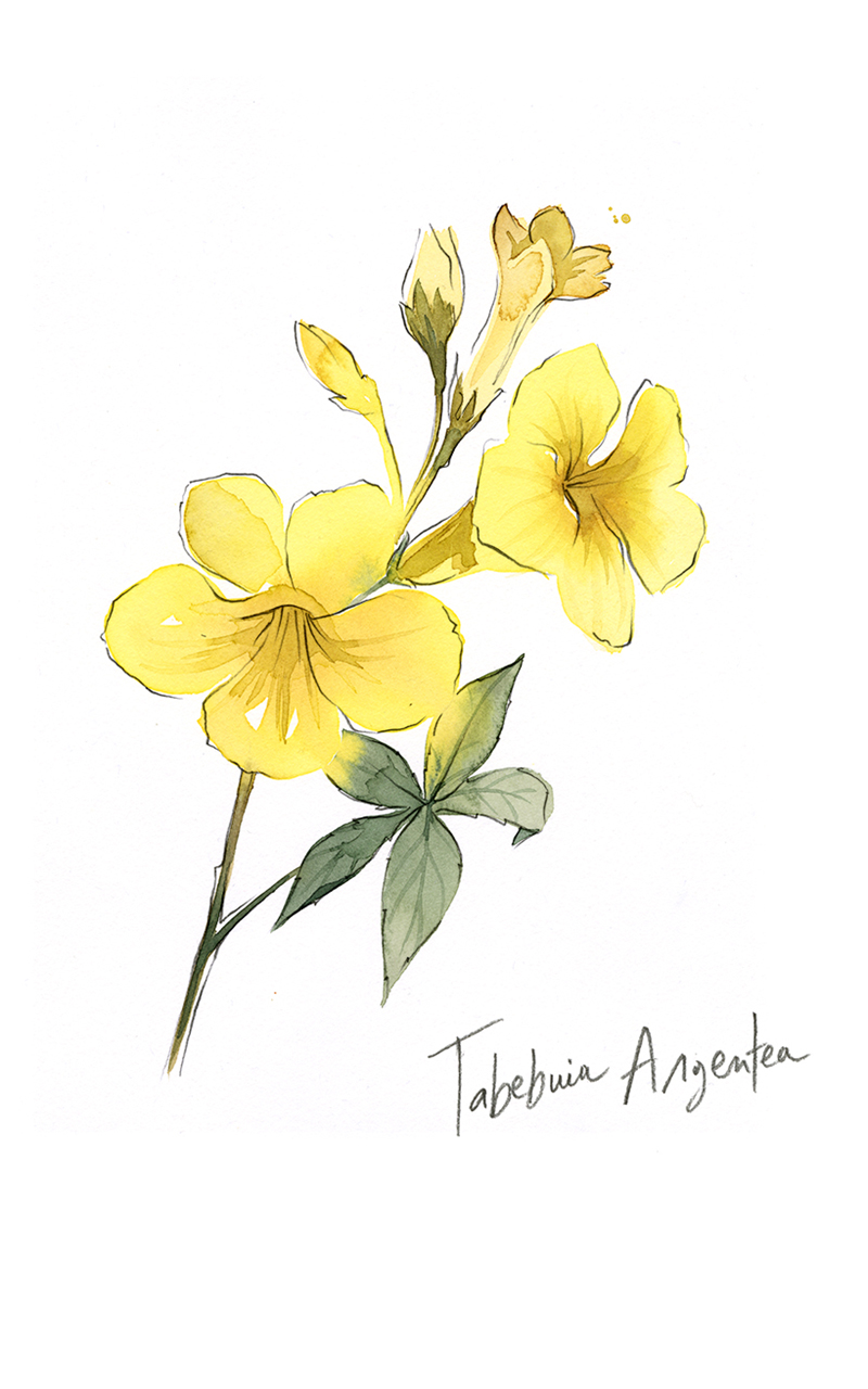 TABEBUIA ARGENTEA